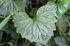 Campanula trachelium