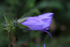 Campanula trachelium