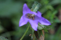 Campanula trachelium