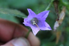 Campanula trachelium