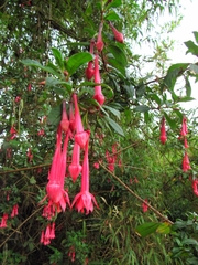 Fuchsia petiolaris