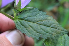 Campanula trachelium