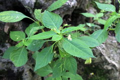 Impatiens parviflora