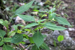 Impatiens parviflora