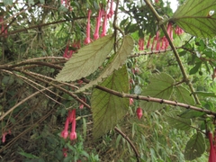 Fuchsia petiolaris