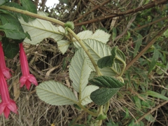 Fuchsia petiolaris