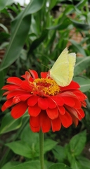 Aphrissa statira statira