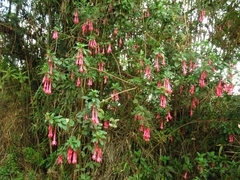 Fuchsia petiolaris