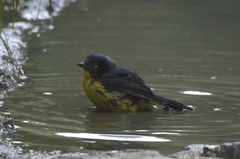 Anisognathus melanogenys