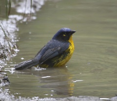 Anisognathus melanogenys