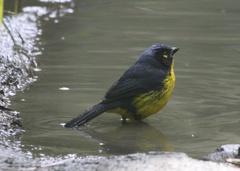 Anisognathus melanogenys