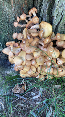 Desarmillaria caespitosa