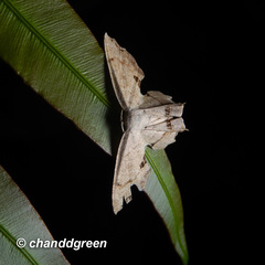 Dysaethria flavistriga