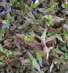 Persicaria prostrata