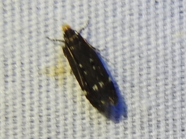 Red-striped Fireworm Moths and Allies