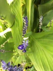 Salvia farinacea
