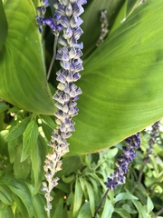 Salvia farinacea