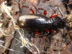 Oregus aereus