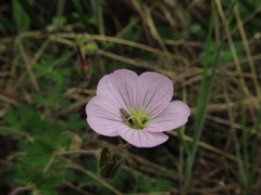 Geranium holosericeum
