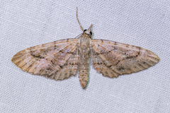 Eupithecia unicolor
