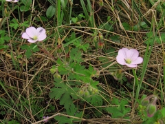 Geranium holosericeum