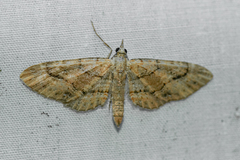 Eupithecia unicolor