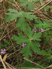 Geranium holosericeum