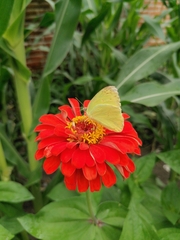 Aphrissa statira statira