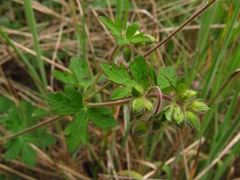 Geranium holosericeum