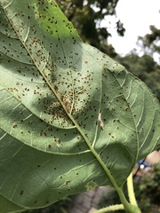 Puccinia helianthi