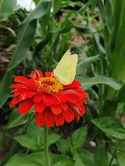 Aphrissa statira statira