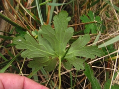 Geranium holosericeum