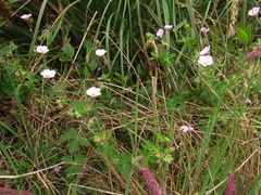 Geranium holosericeum