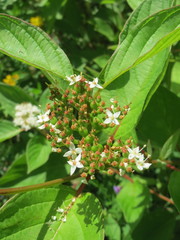 Cornus alba