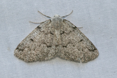 Sabulodes packardata