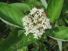 Cornus alba
