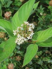 Cornus alba