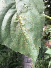 Puccinia helianthi