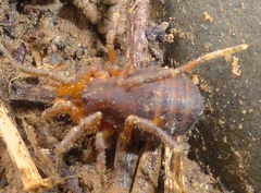 Triaenonychidae
