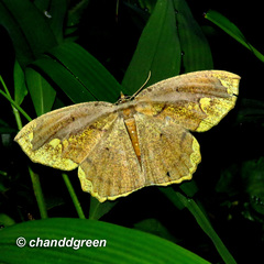 Pareumelea eugeniata