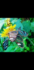 Pagyris cymothoe