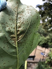Puccinia helianthi