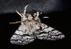 Panthea acronyctoides