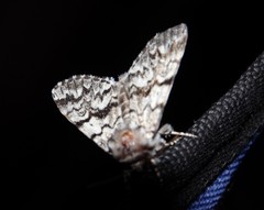 Panthea acronyctoides