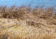 Machaerina rubiginosa