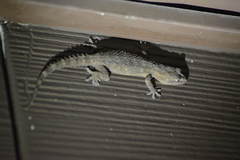 Hemidactylus palaichthus