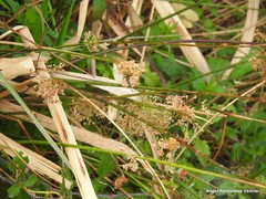 Juncus inflexus