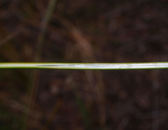 Machaerina rubiginosa