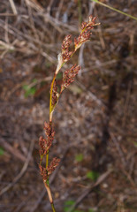 Machaerina rubiginosa