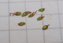 Machaerina rubiginosa